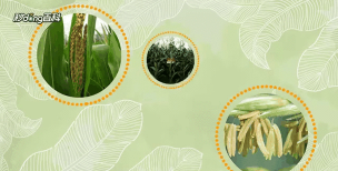 小众送妈妈的花有哪些花