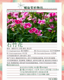 石竹花不宜送人是因为石竹花寓意