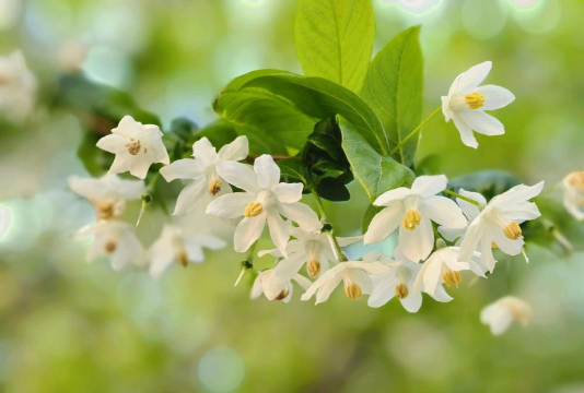 小众送妈妈的花有哪些花