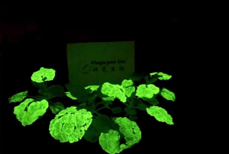 小众送妈妈的花有哪些花