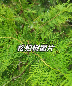松柏长什么样