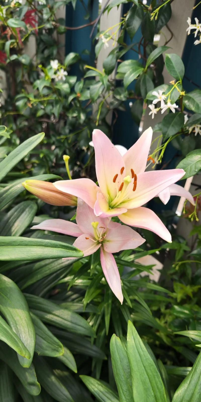 小众送妈妈的花有哪些花