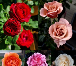 小众送妈妈的花有哪些花