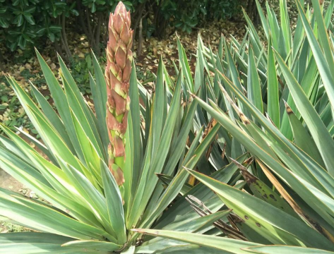 小众送妈妈的花有哪些花