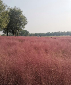 小众送妈妈的花有哪些花