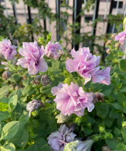 小众送妈妈的花有哪些花