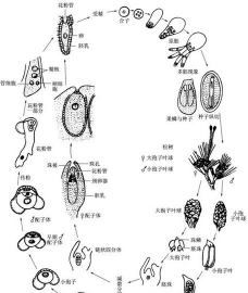 裸子植物是古生代还是中生代