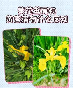 黄花鸢尾和黄菖蒲有什么区别