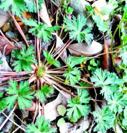 小众送妈妈的花有哪些花