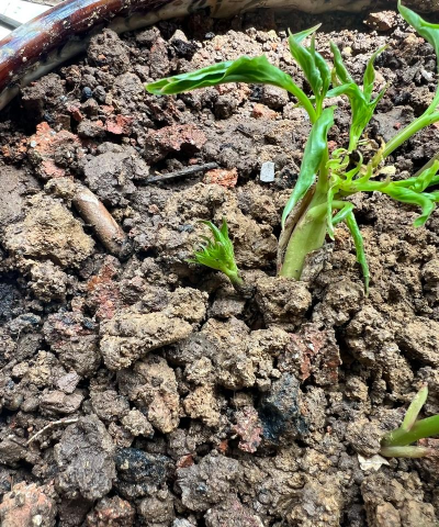 小众送妈妈的花有哪些花