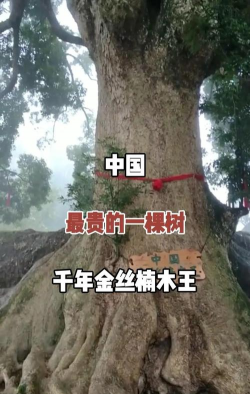 最贵的树是什么树