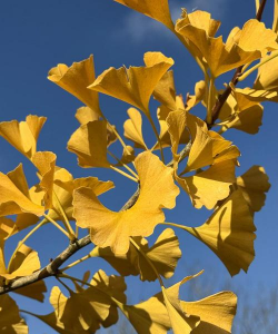 小众送妈妈的花有哪些花