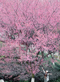 小众送妈妈的花有哪些花