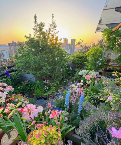 小众送妈妈的花有哪些花