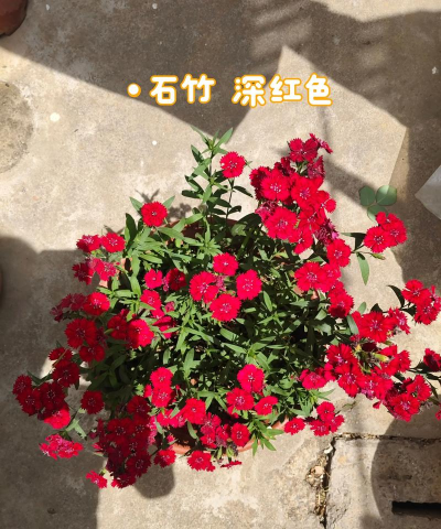 小众送妈妈的花有哪些花