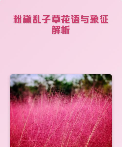 小众送妈妈的花有哪些花