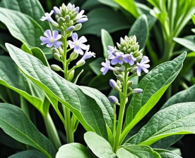 板蓝根是什么植物