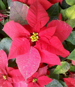 小众送妈妈的花有哪些花