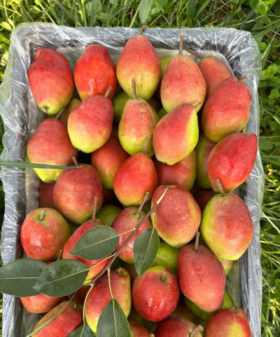 小众送妈妈的花有哪些花