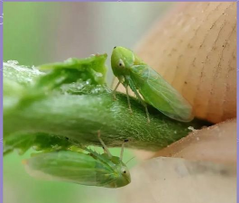 小绿叶蝉会在床上繁殖吗