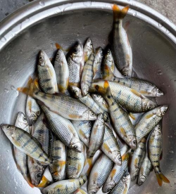 小众送妈妈的花有哪些花