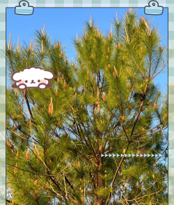 马尾松的叶子像什么