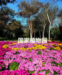 小众送妈妈的花有哪些花