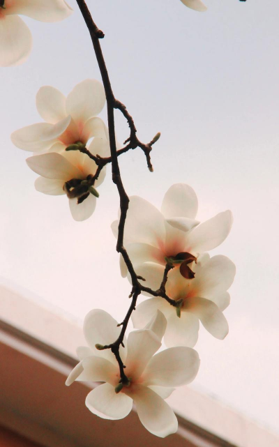 小众送妈妈的花有哪些花