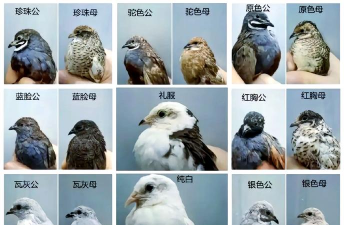 小众送妈妈的花有哪些花