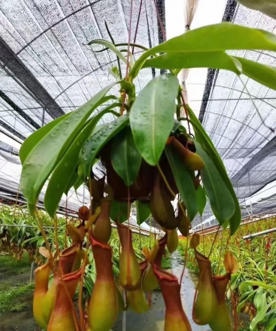 小众送妈妈的花有哪些花