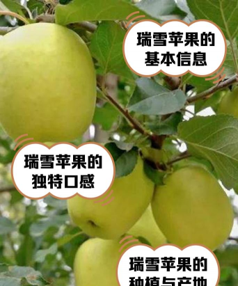瑞雪苹果品种介绍