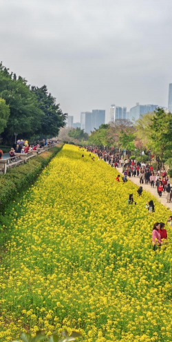 福州花海公园国庆开什么花