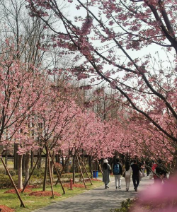 小众送妈妈的花有哪些花