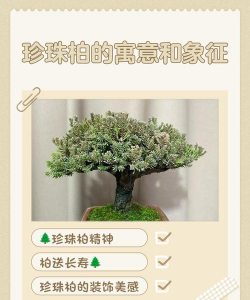 珍珠柏盆景寓意