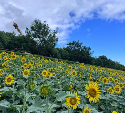 福州花海公园现在有什么花观赏