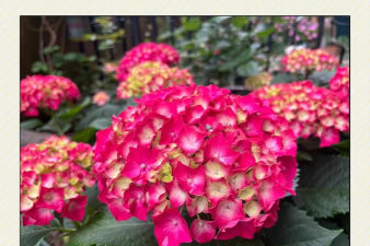 小众送妈妈的花有哪些花