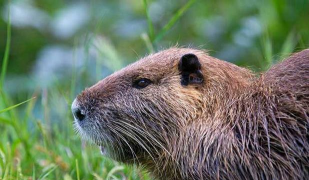 小众送妈妈的花有哪些花