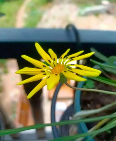 小众送妈妈的花有哪些花