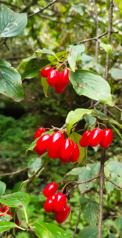 小众送妈妈的花有哪些花