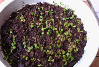 清香木下山桩多久生根发芽