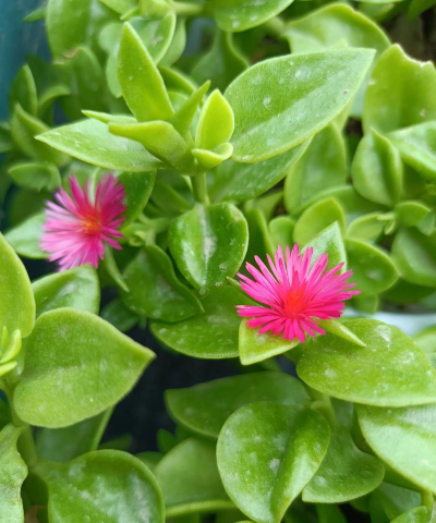 小众送妈妈的花有哪些花