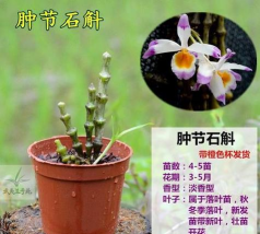 肿节石斛的花语和含义