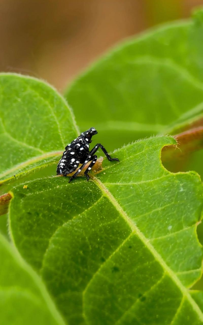 小众送妈妈的花有哪些花
