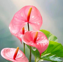 小众送妈妈的花有哪些花