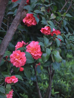 重庆可以养的花有哪些