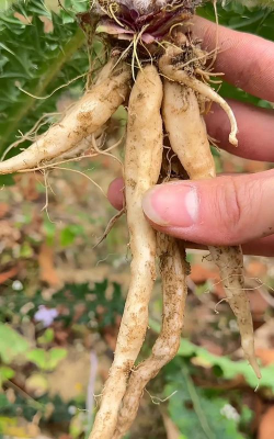 像人参一样的根茎植物是什么