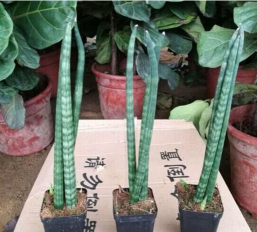 小众送妈妈的花有哪些花