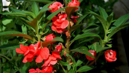 小众送妈妈的花有哪些花