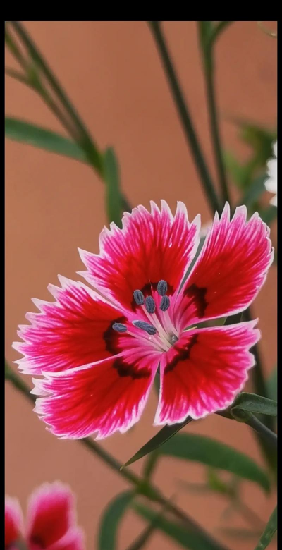 小众送妈妈的花有哪些花