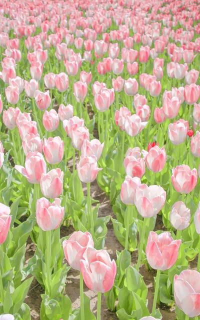 小众送妈妈的花有哪些花